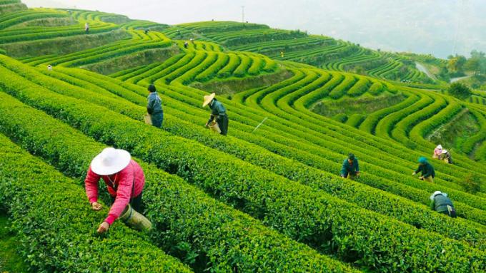 Gebogene Form-organische grüner Tee lange grüner Tee-pan- bratene Verarbeitung Jing