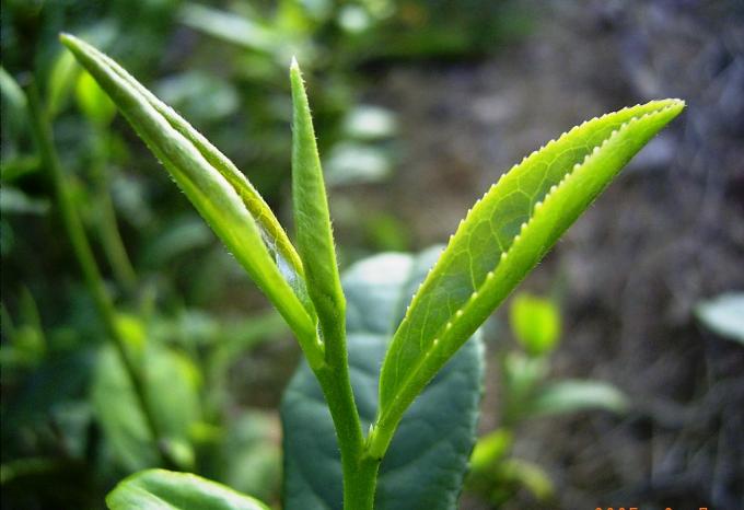 Gegoren, organische Tee-Ebenen-Blätter grüner Tee-Westsees verarbeitend Longjing